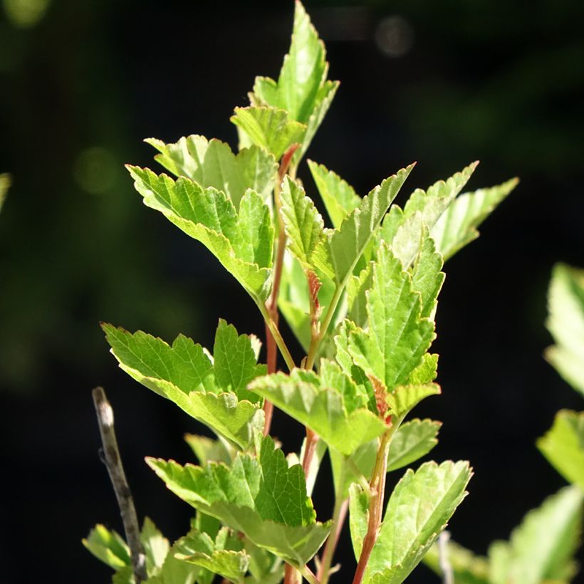 Physocarpus opulifolius Little Greeny (Folhagem)