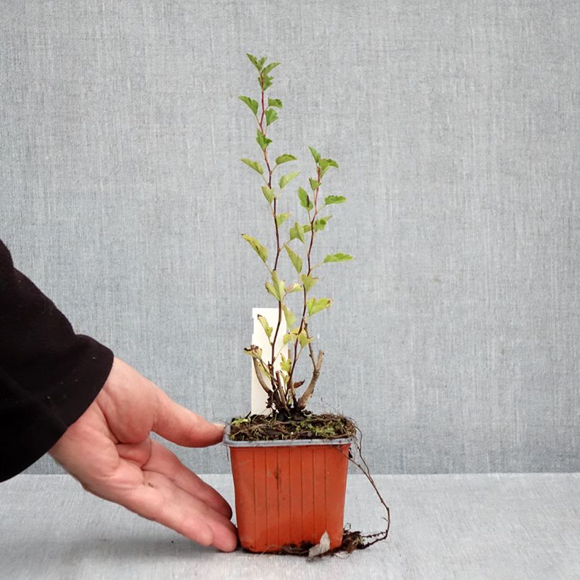Amostra de Physocarpus opulifolius Little Greeny Vaso de 8/9 cm tal como entregue no outono