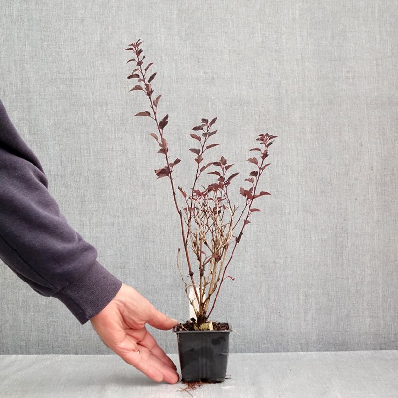 Amostra de Physocarpus opulifolius Little Joker Vaso de 8/9 cm tal como entregue no outono