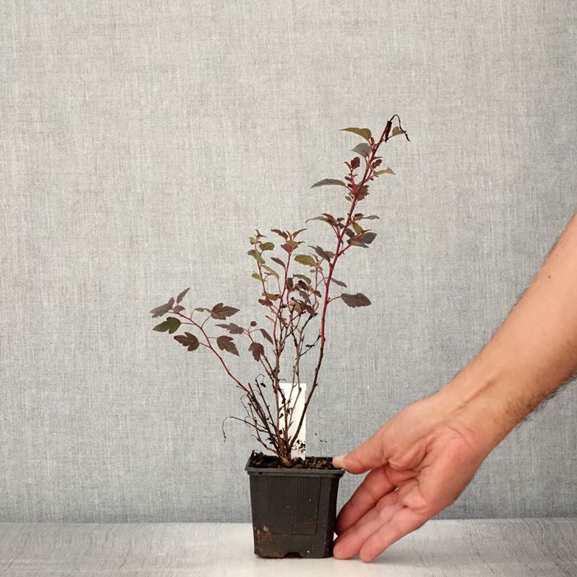 Amostra de Physocarpus opulifolius Little Joker Vaso de 8/9 cm tal como entregue no verão