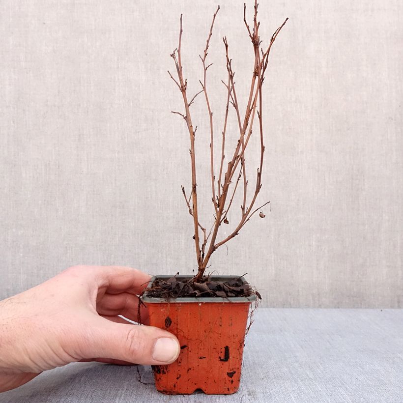 Amostra de Physocarpus opulifolius Little Joker Vaso de 8/9 cm tal como entregue no inverno