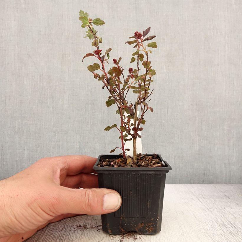 Amostra de Physocarpus opulifolius Little Joker Vaso de 8/9 cm tal como entregue na primavera