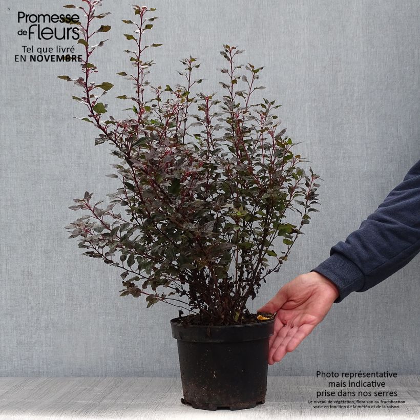 Amostra de Physocarpus opulifolius Little Joker Vaso de 2 L/3 L tal como entregue no outono