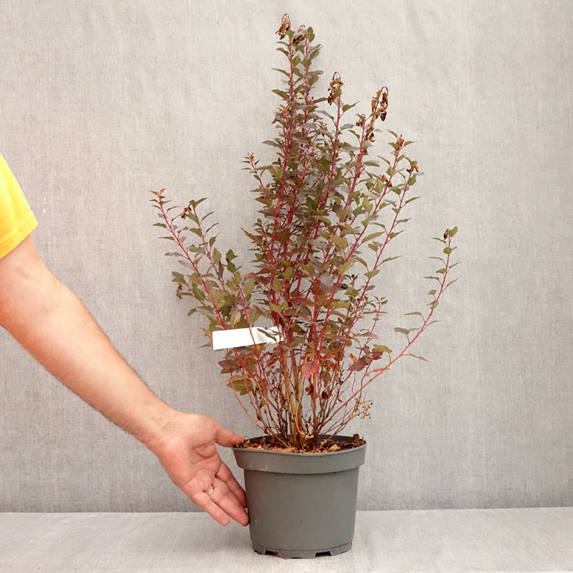 Amostra de Physocarpus opulifolius Little Joker Vaso de 2 L/3 L tal como entregue no verão
