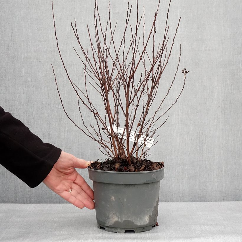 Amostra de Physocarpus opulifolius Little Joker Vaso de 2 L/3 L tal como entregue no inverno