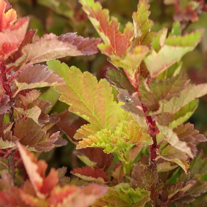 Physocarpus opulifolius Little Leena (Folhagem)