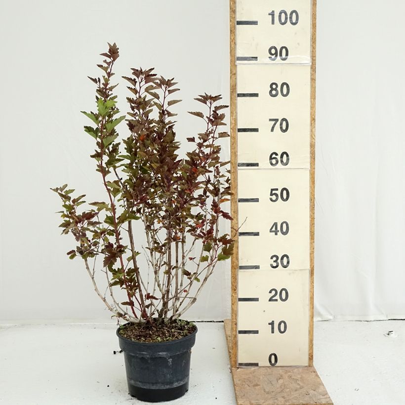 Amostra de Physocarpus opulifolius Little Leena - Physocarpe Vaso de 4 L/5 L tal como entregue no verão