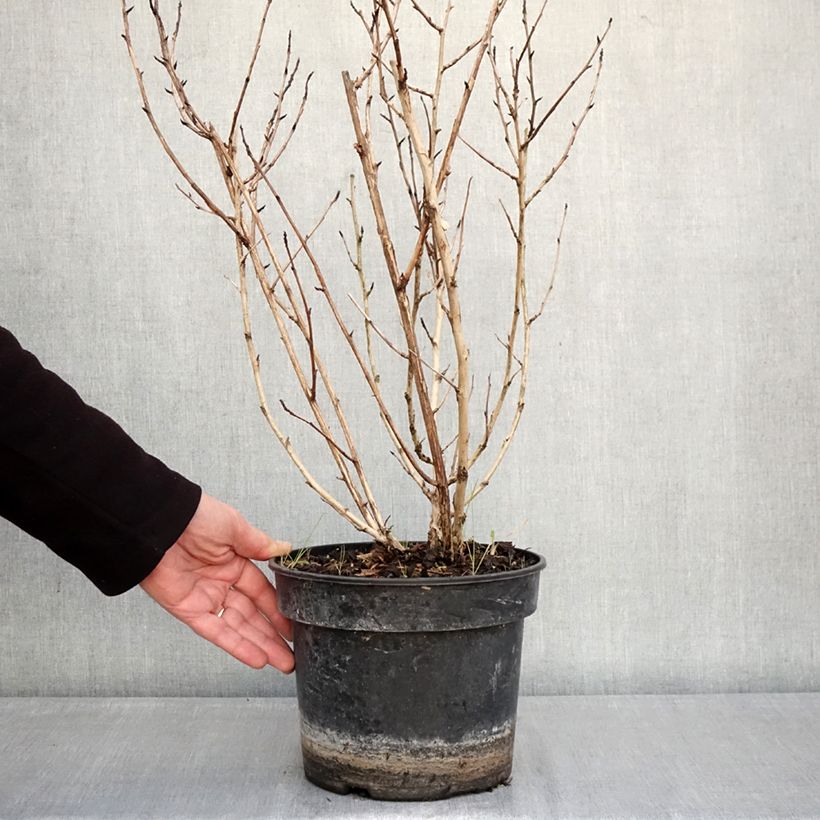 Amostra de Physocarpus opulifolius Little Leena Vaso de 4 L/5 L tal como entregue no inverno