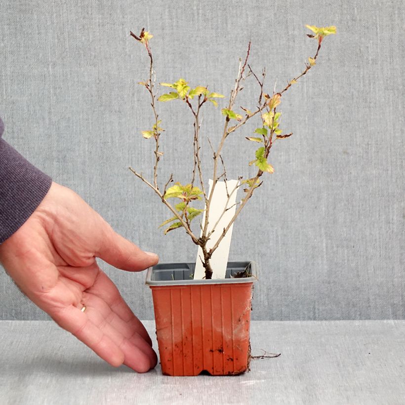 Amostra de Physocarpus opulifolius Lucky Devil Vaso de 8/9 cm tal como entregue no outono
