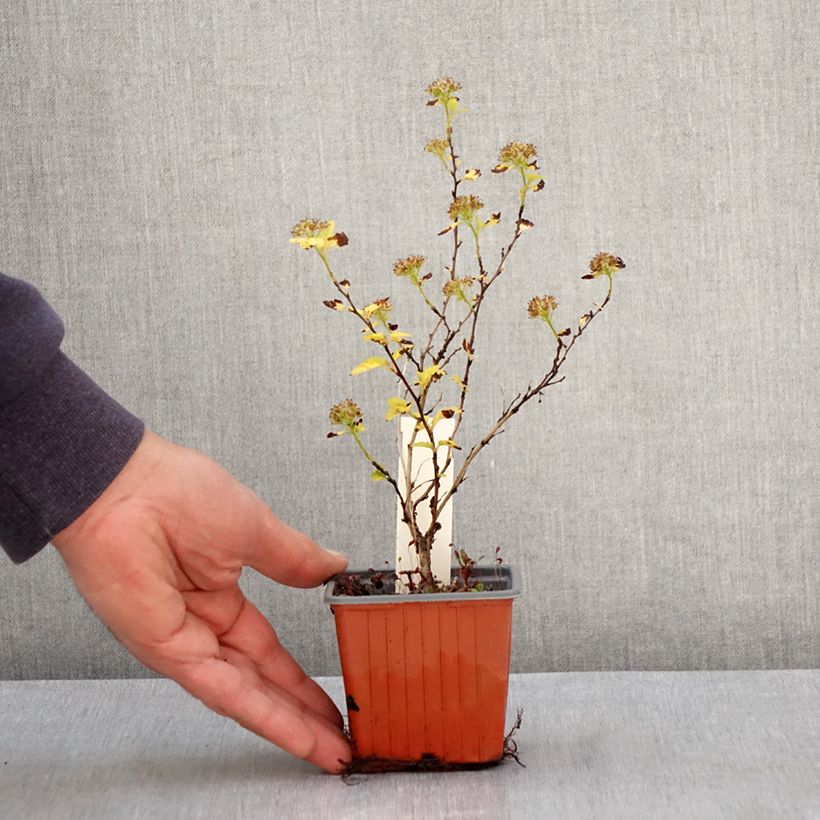 Amostra de Physocarpus opulifolius Lucky Devil Vaso de 8/9 cm tal como entregue na primavera