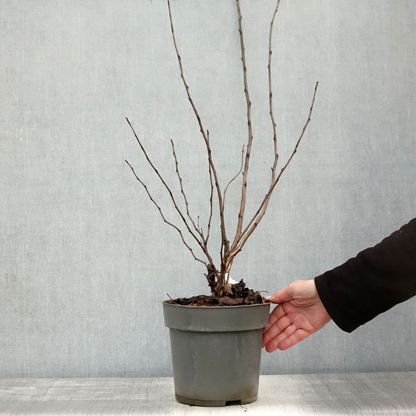 Amostra de Physocarpus opulifolius Magic Ball Vaso de 3 L/4 L tal como entregue no outono