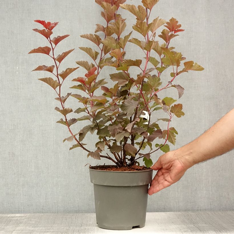 Amostra de Physocarpus opulifolius Magic Ball Vaso de 3 L/4 L tal como entregue no verão