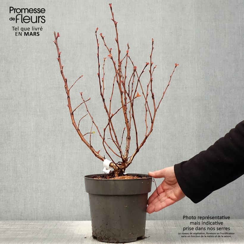 Amostra de Physocarpus opulifolius Magic Ball Vaso de 3 L/4 L tal como entregue na primavera