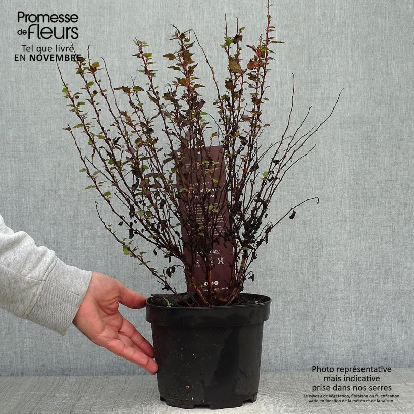 Amostra de Physocarpus opulifolius Magic Sweet Cherry Tea Vaso de 3 L/4 L tal como entregue no outono