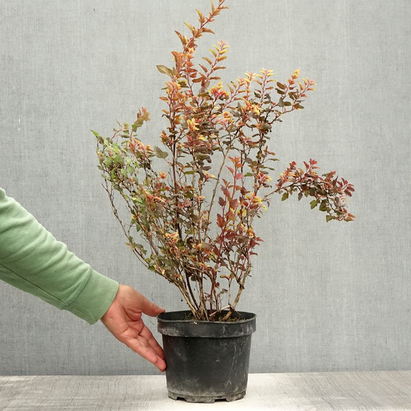Amostra de Physocarpus opulifolius Magic Sweet Cherry Tea Vaso de 3 L/4 L tal como entregue no verão
