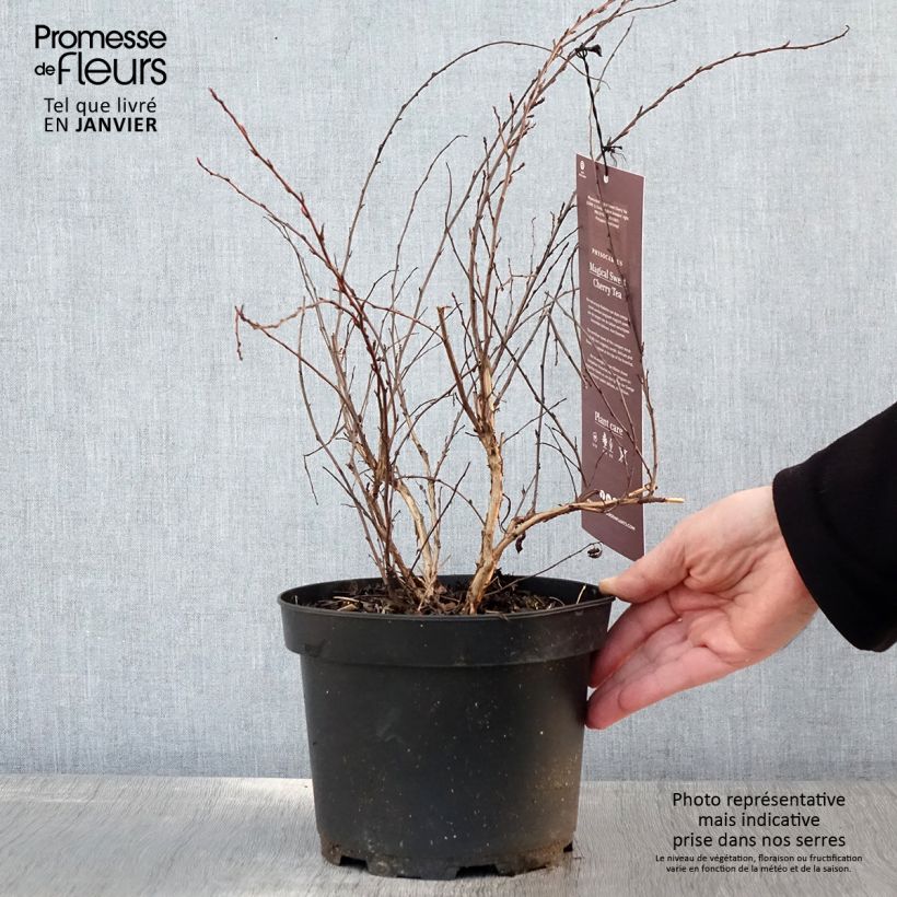 Amostra de Physocarpus opulifolius Magic Sweet Cherry Tea Vaso de 3 L/4 L tal como entregue no inverno