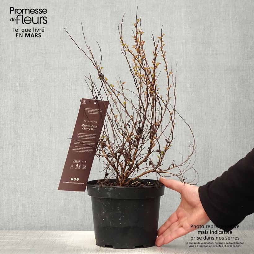Amostra de Physocarpus opulifolius Magic Sweet Cherry Tea Vaso de 3 L/4 L tal como entregue na primavera