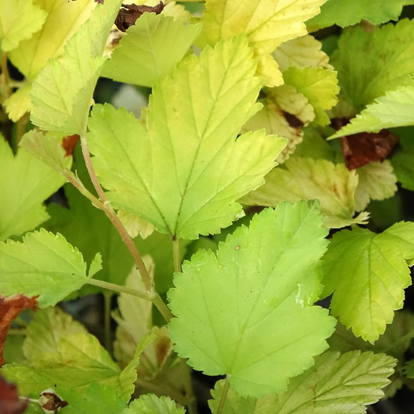 Physocarpus opulifolius Nugget (Folhagem)
