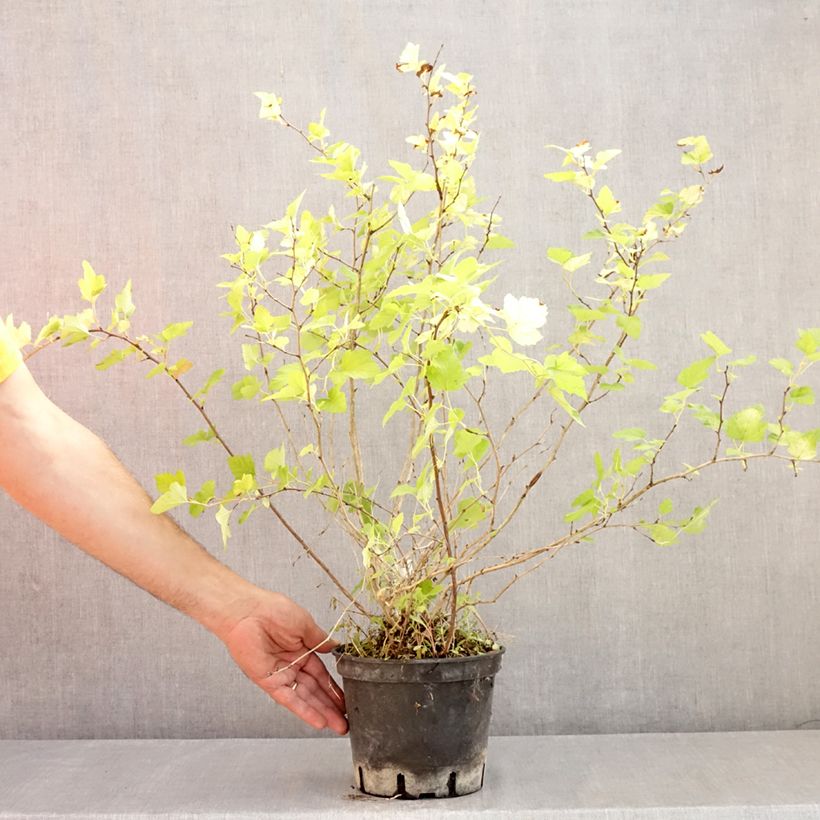 Amostra de Physocarpus opulifolius Nugget Vaso de 3 L/4 L tal como entregue no verão