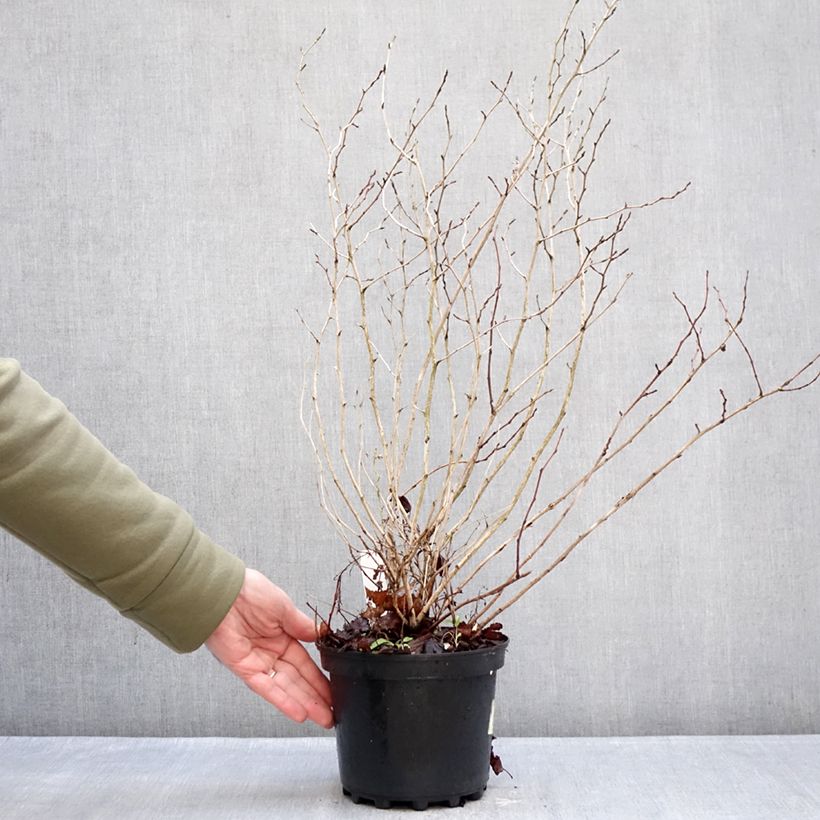 Amostra de Physocarpus opulifolius Nugget Vaso de 3 L/4 L tal como entregue no inverno