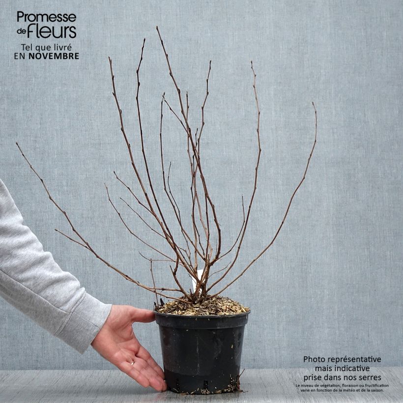 Amostra de Physocarpus opulifolius Nugget Vaso de 3 L/4 L tal como entregue no outono