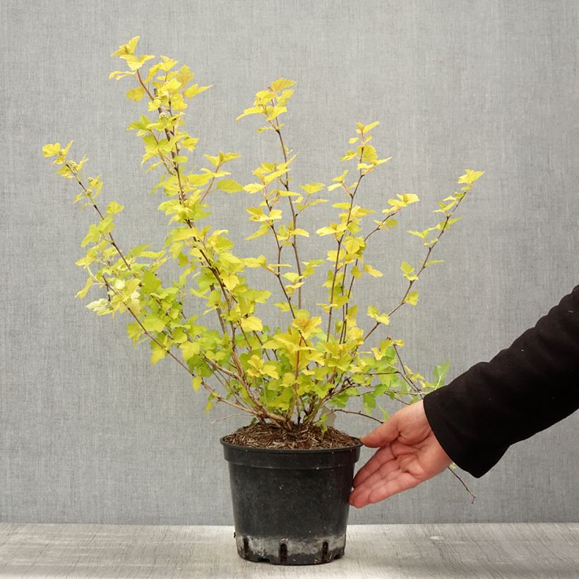 Amostra de Physocarpus opulifolius Nugget Vaso de 3 L/4 L tal como entregue na primavera