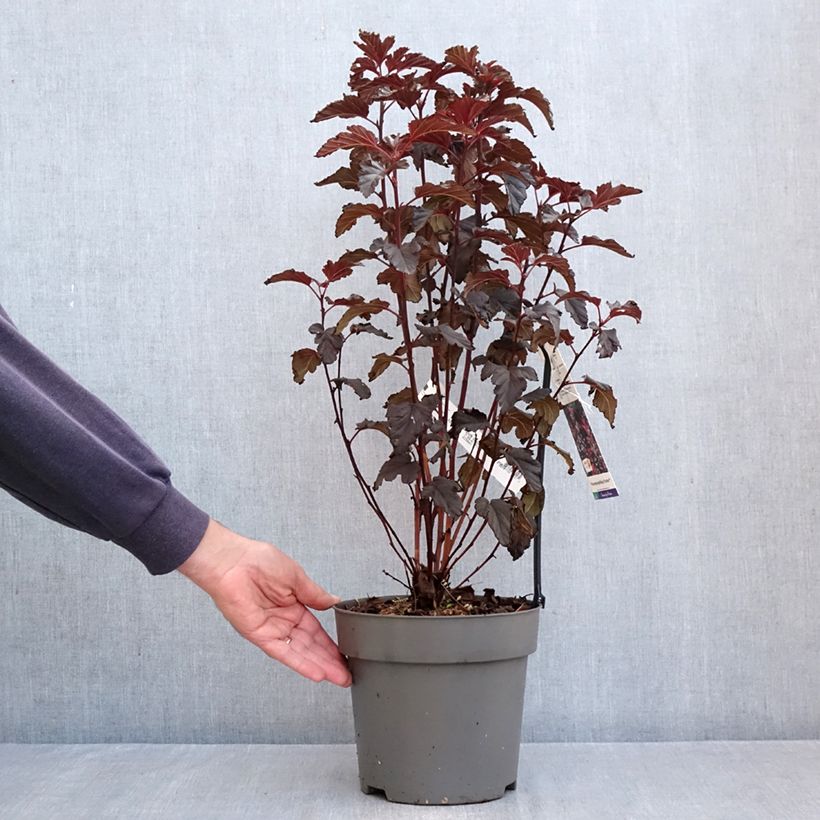 Amostra de Physocarpus opulifolius Panther Vaso de 4 L/5 L tal como entregue no outono