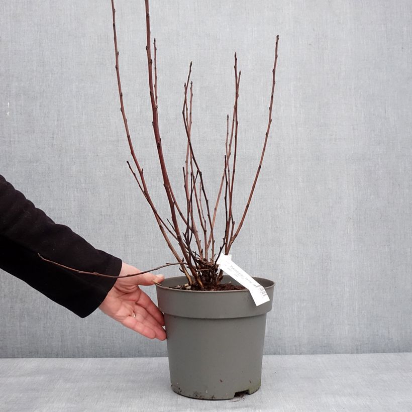 Amostra de Physocarpus opulifolius Panther - Physocarpe Vaso de 4 L/5 L tal como entregue no inverno