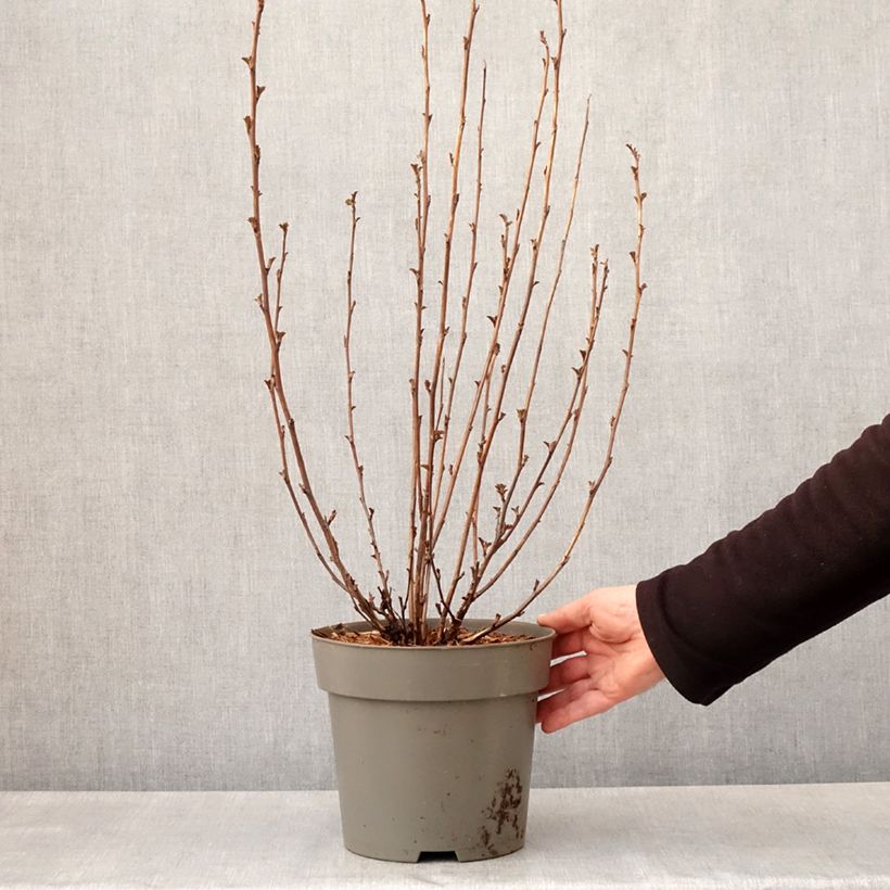 Amostra de Physocarpus opulifolius Panther Vaso de 4 L/5 L tal como entregue na primavera