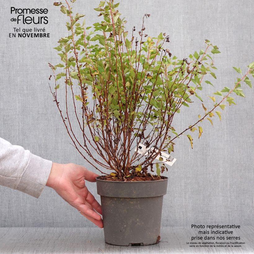 Amostra de Physocarpus Opulifolius Raspberry Lemonade 'ZLEYel2' - Physocarpe à feuilles d'obier Pot de 3L/4L tal como entregue no outono