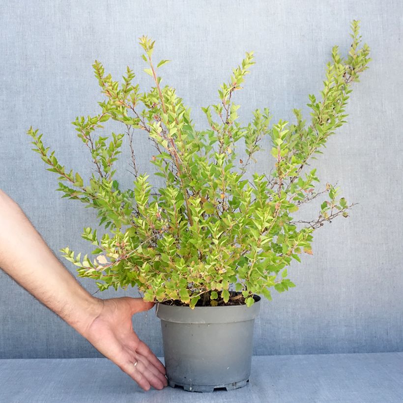 Amostra de Physocarpus opulifolius Raspberry Lemonade 'ZLEYel2' Vaso de 3 L/4 L tal como entregue no verão