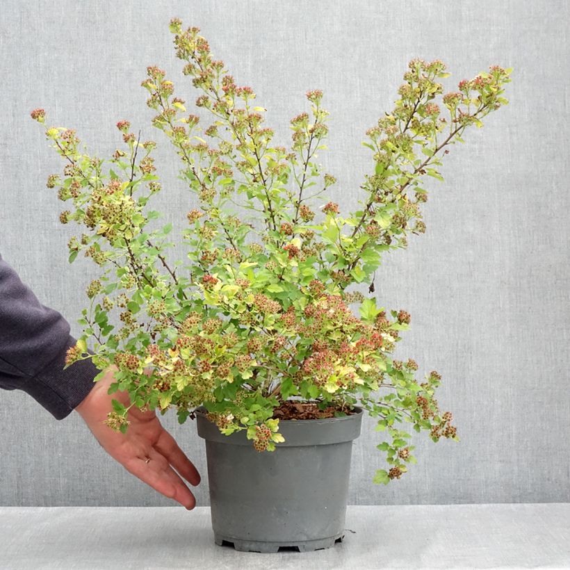 Amostra de Physocarpus Opulifolius Raspberry Lemonade 'ZLEYel2' - Physocarpe à feuilles d'obier Vaso de 3 L/4 L tal como entregue na primavera
