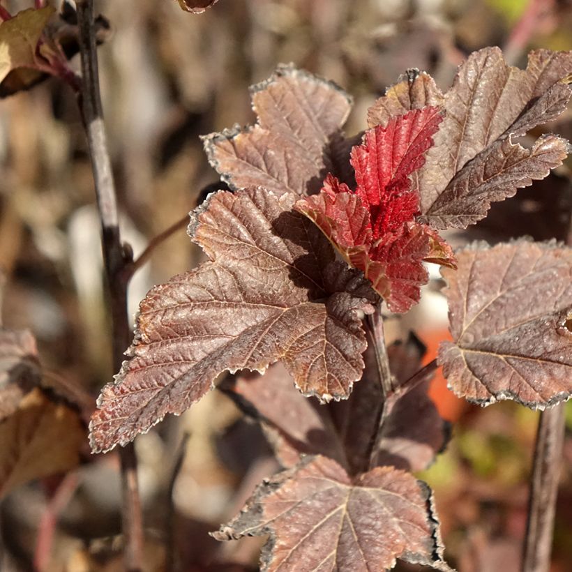 Physocarpus opulifolius Red Baron (Folhagem)
