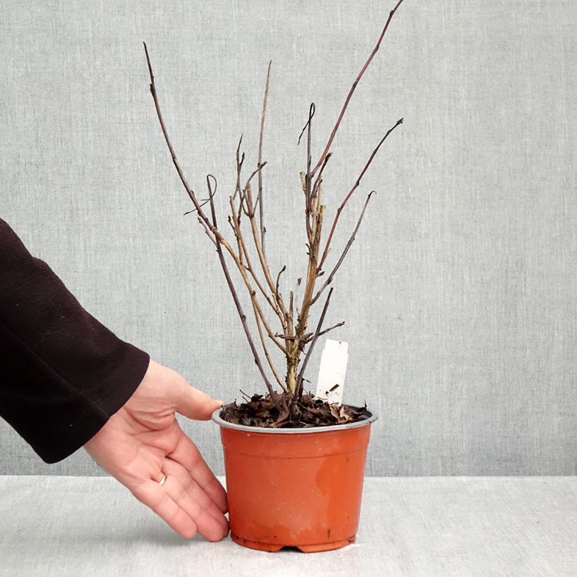 Amostra de Physocarpus opulifolius Red Baron Vaso de 8/9 cm tal como entregue no outono