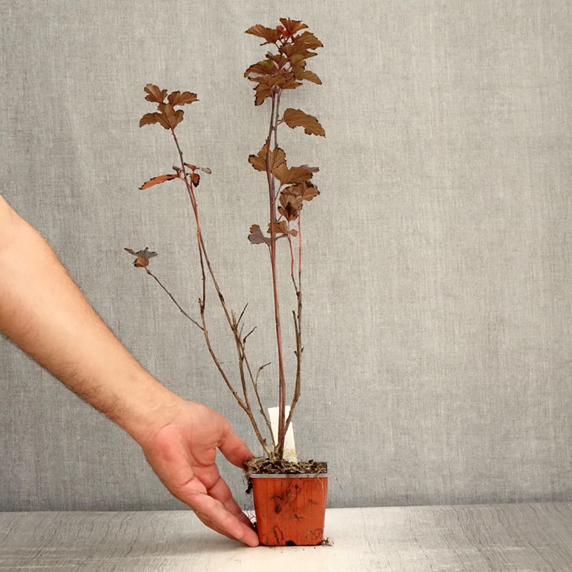 Amostra de Physocarpus opulifolius Red Baron Vaso de 8/9 cm tal como entregue no verão