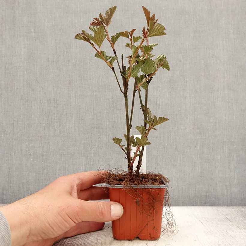 Amostra de Physocarpus opulifolius Red Baron Vaso de 8/9 cm tal como entregue na primavera