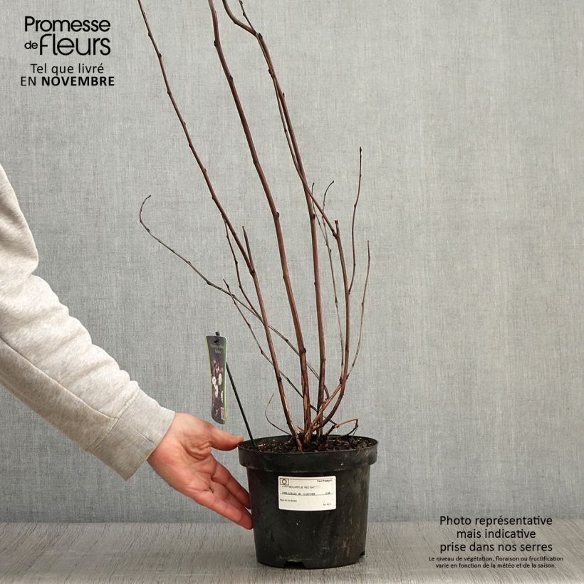 Amostra de Physocarpus opulifolius Red Baron Vaso de 2 L/3 L tal como entregue no outono