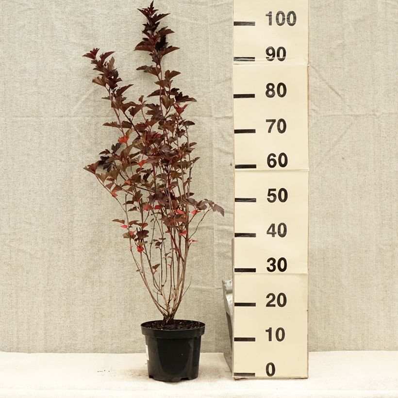 Amostra de Physocarpus opulifolius Red Baron Vaso de 2 L/3 L tal como entregue no verão