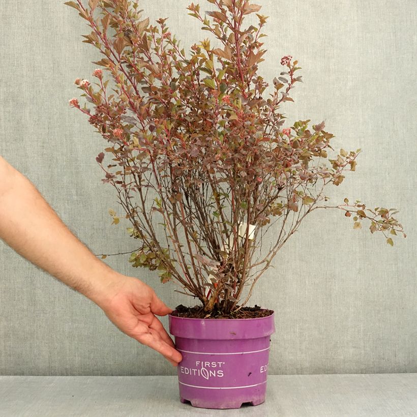 Amostra de Physocarpus opulifolius Spicy Devil Vaso de 3 L/4 L tal como entregue no verão