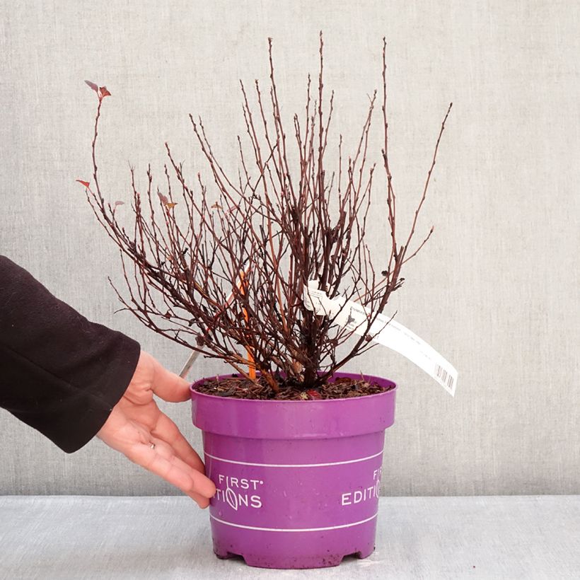 Amostra de Physocarpus opulifolius Spicy Devil Vaso de 3 L/4 L tal como entregue no inverno