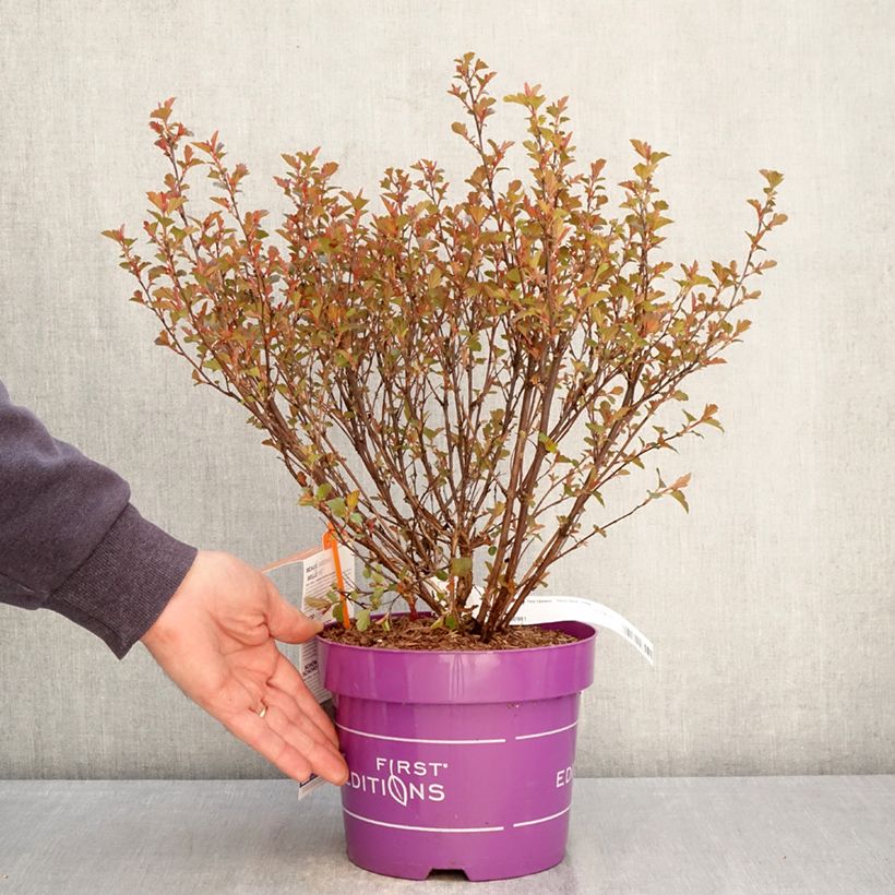 Amostra de Physocarpus opulifolius Spicy Devil Vaso de 3 L/4 L tal como entregue na primavera