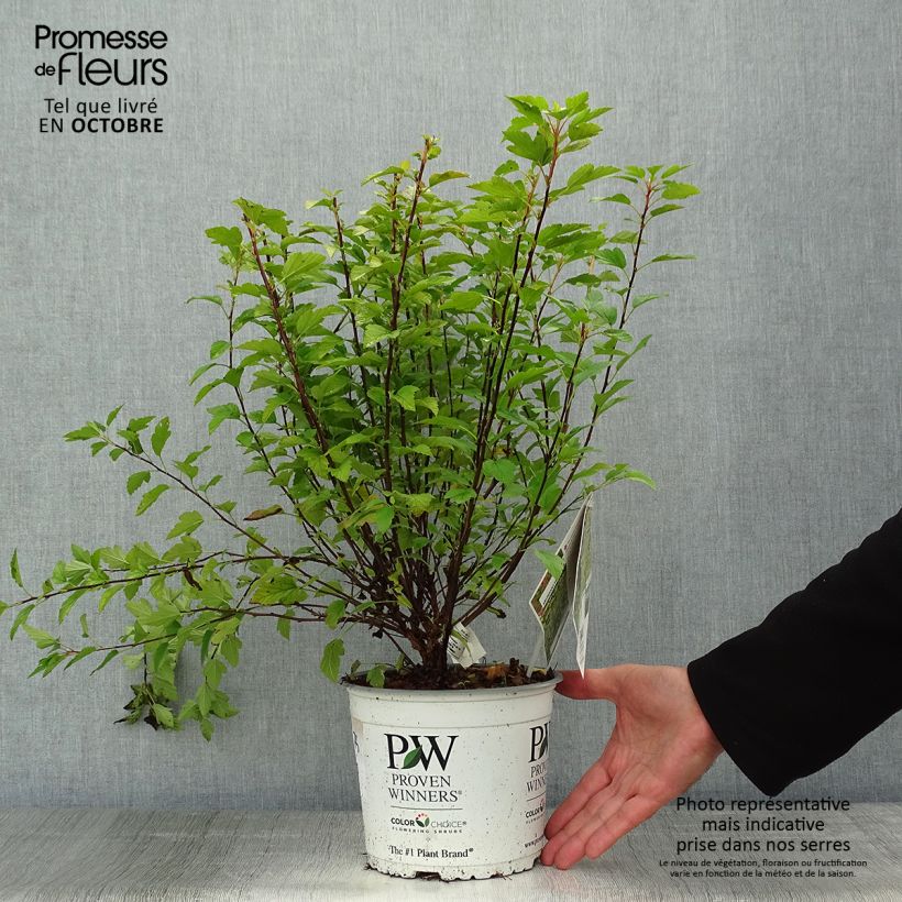 Amostra de Physocarpus opulifolius Tiny Wine Gold Vaso de 2 L/3 L tal como entregue no outono