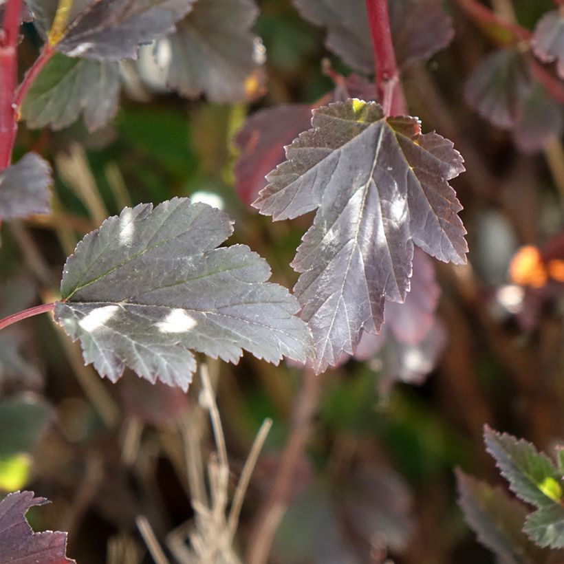 Physocarpus opulifolius Tiny Wine - Nove-cascas (Folhagem)