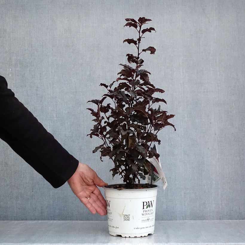 Amostra de Physocarpus opulifolius Tiny Wine - Nove-cascas Vaso de 3 L/4 L tal como entregue no outono