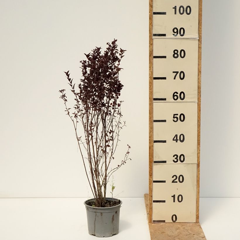 Amostra de Physocarpus opulifolius Tiny Wine - Nove-cascas Vaso de 3 L/4 L tal como entregue no verão