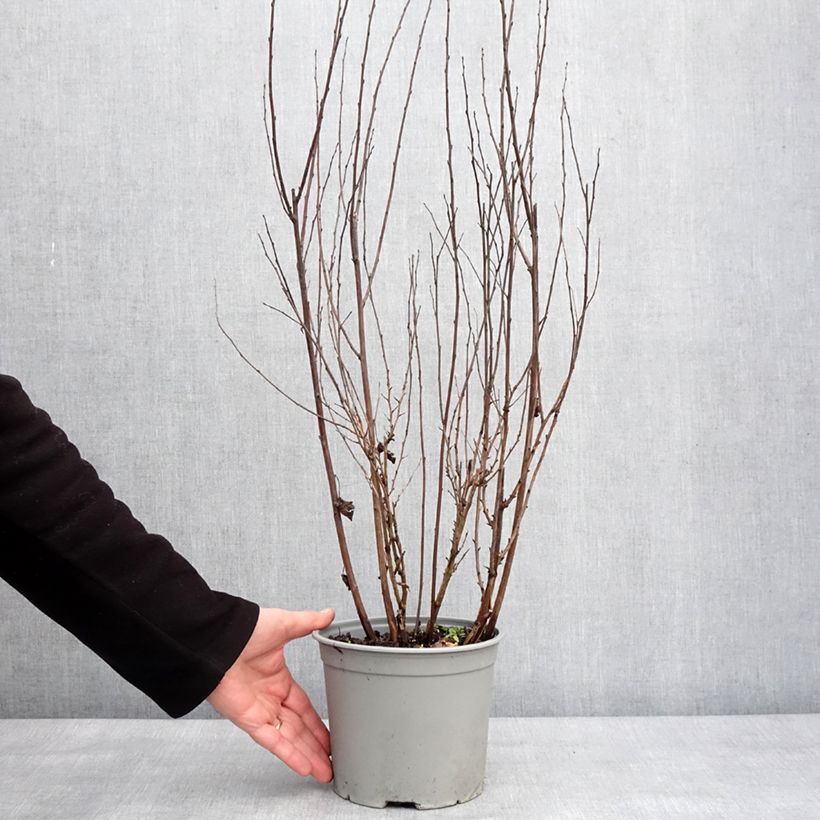 Amostra de Physocarpus opulifolius Tiny Wine - Physocarpe à feuilles d'obier Vaso de 3 L/4 L tal como entregue no inverno