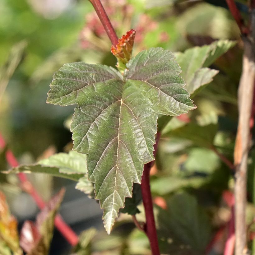 Physocarpus opulifolius Zdechovice (Folhagem)