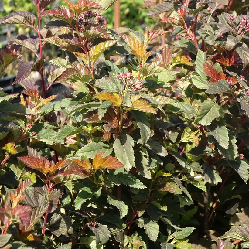 Physocarpus opulifolius Zdechovice (Hábito)