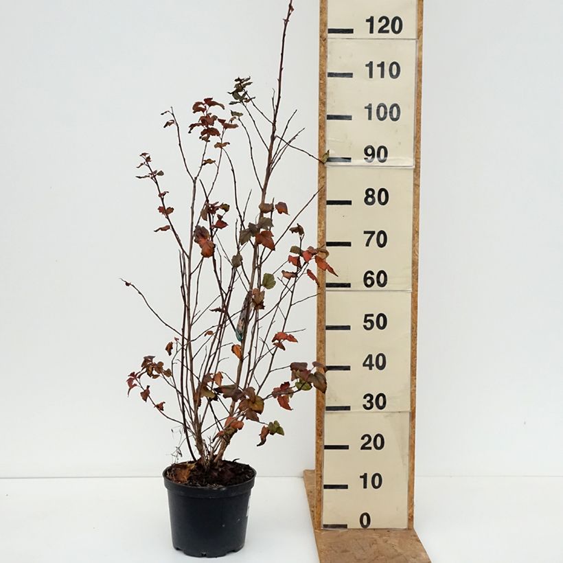 Amostra de Physocarpus opulifolius Zdechovice Vaso de 3 L/4 L tal como entregue no outono