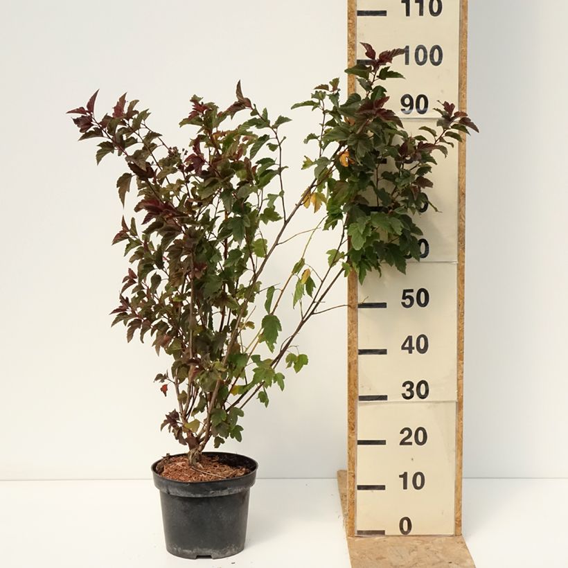 Amostra de Physocarpus opulifolius Zdechovice Vaso de 3 L/4 L tal como entregue no verão